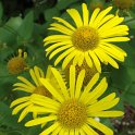 Doronicum pardalianches fleur